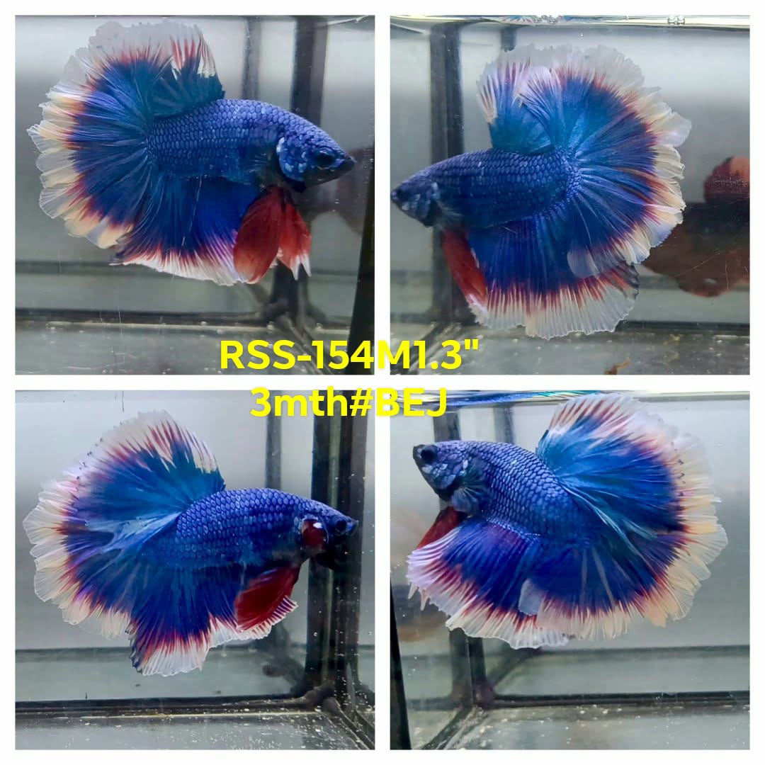 Live Male Betta Fancy Blue Dark Metallic Halfmoon (RSS-154)High quality what you see what you get!!