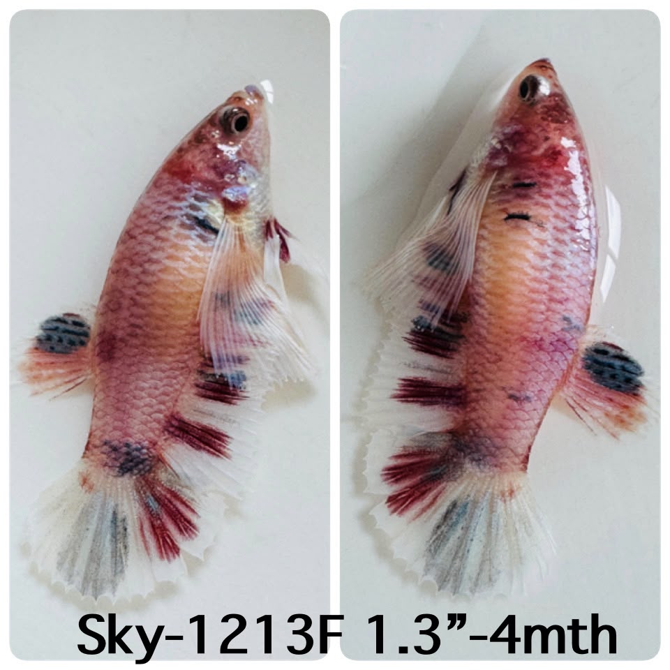 Live Female Betta Fancy Koi Dumbo big ear Plakat (Sky-1213) High quality What you see What you get!!