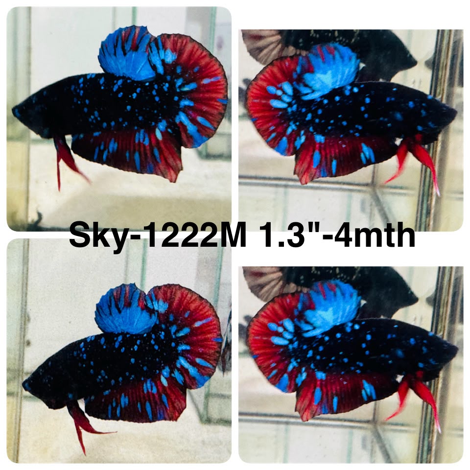 Live Male Betta Blue Black Galaxy Avatar Plakat (Sky-1222) High quality What you see What you get!!