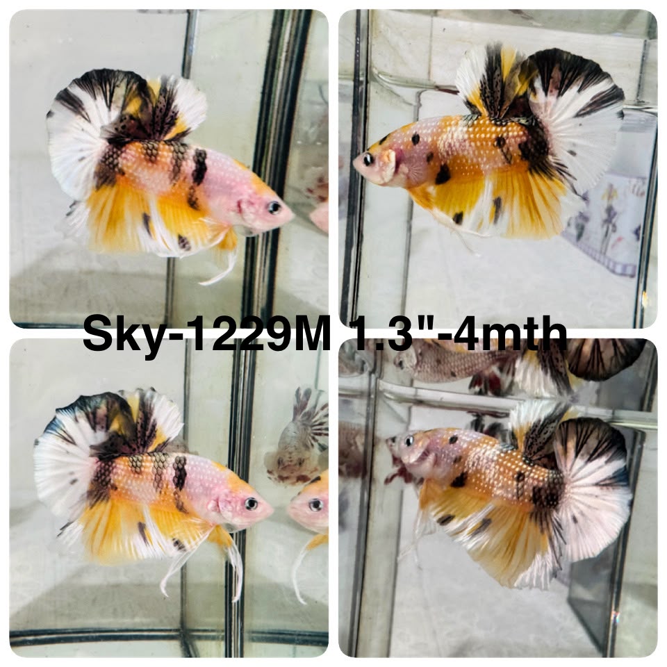 Live Male Betta Yellow Black Tiger Koi Metallic Plakat (Sky-1229) High quality What you see What you get!!