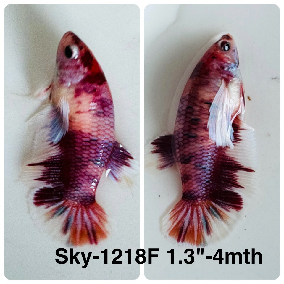 Live Female Betta Candy Nemo Dumbo big ear Plakat (Sky-1218) High quality What you see What you get!!