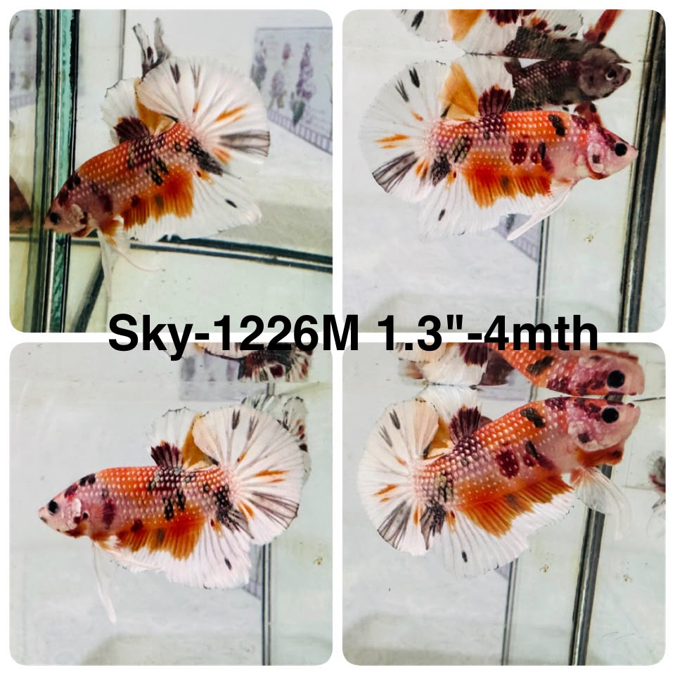 Live Male Betta Orange Copper Koi Metallic Plakat (Sky-1226) High quality What you see What you get!!