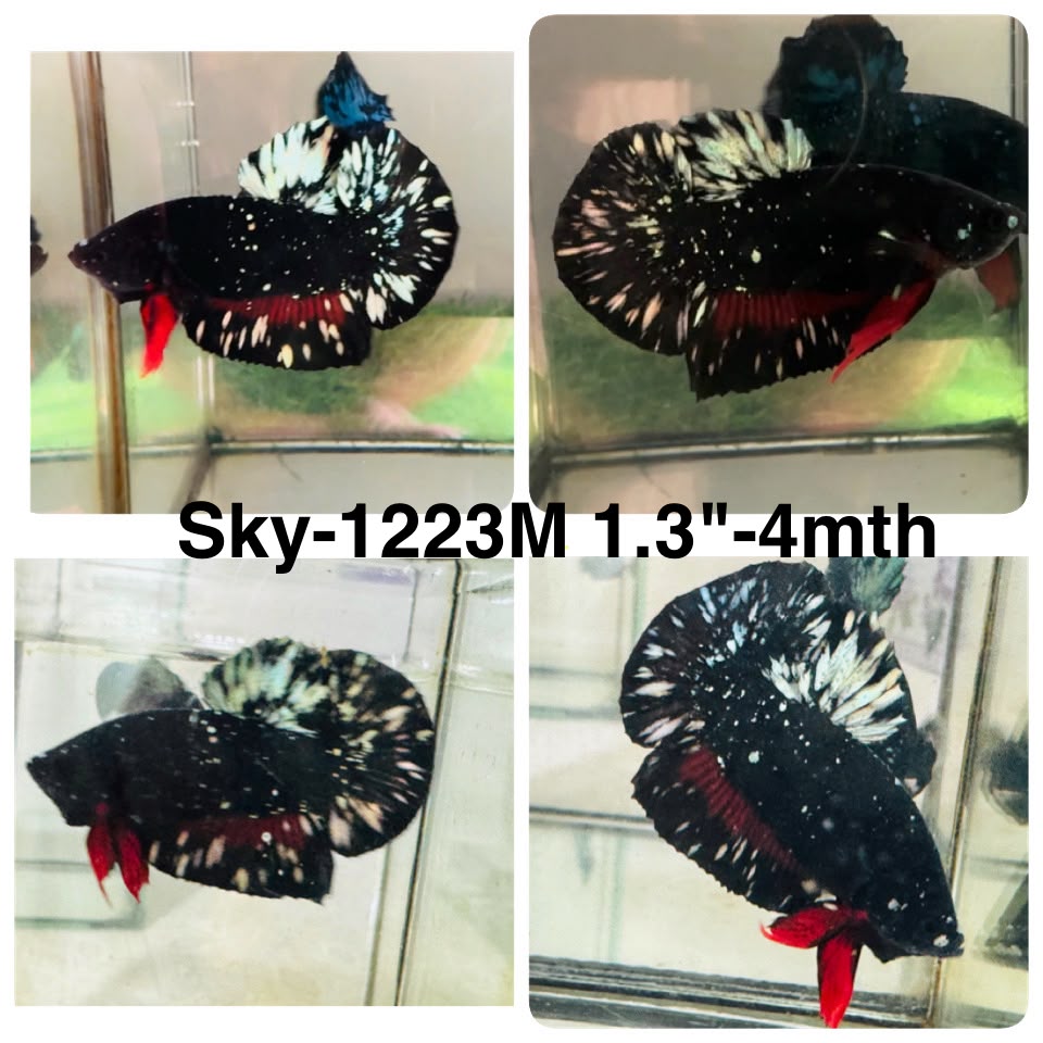 Live Male Betta Black Copper Galaxy Stardust Plakat (Sky-1223) High quality What you see What you get!!