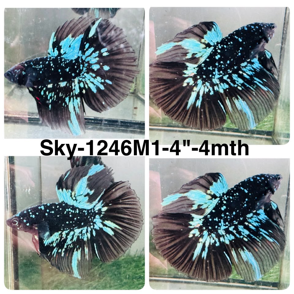 Live Male Betta Black Galaxy Avatar Halfmoon (Sky-1246) High quality What you see What you get!!