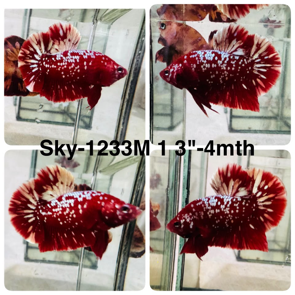 Live Male Betta Red Galaxy Stardust Plakat (Sky-1233) High quality What you see What you get!!