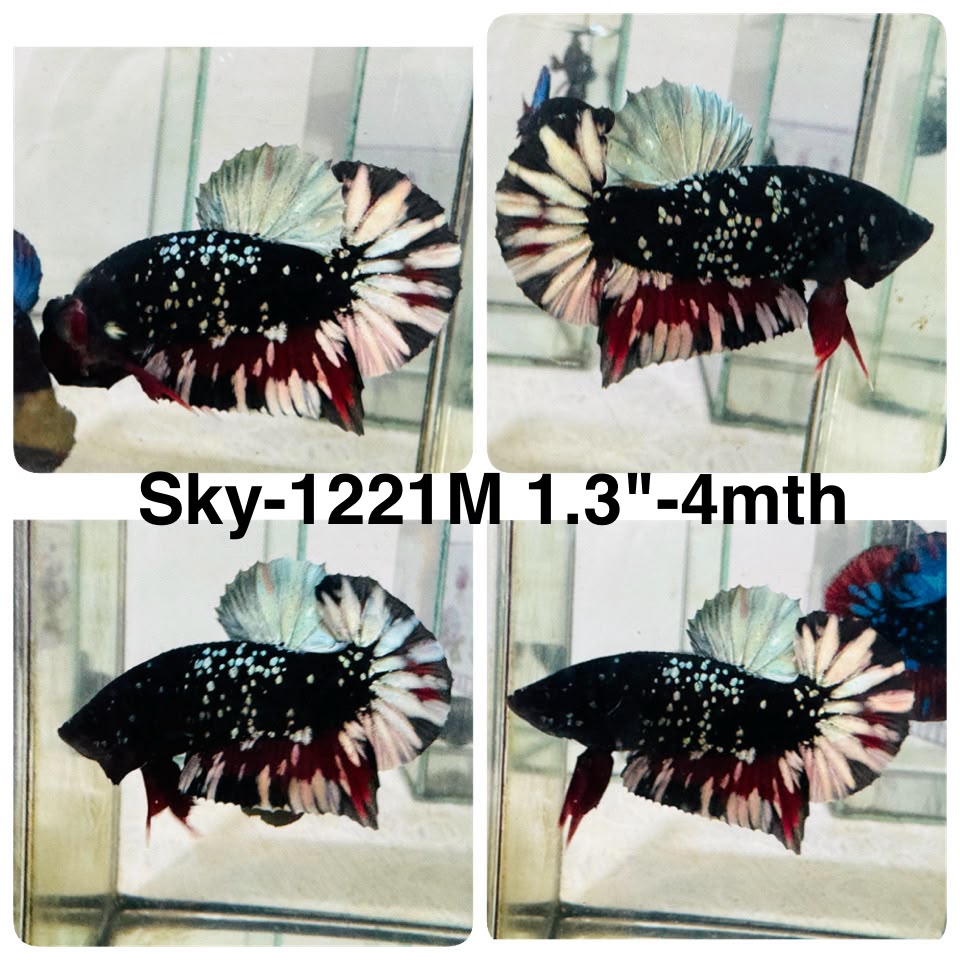 Live Male Betta Black Copper Galaxy Stardust Plakat (Sky-1221) High quality What you see What you get!!