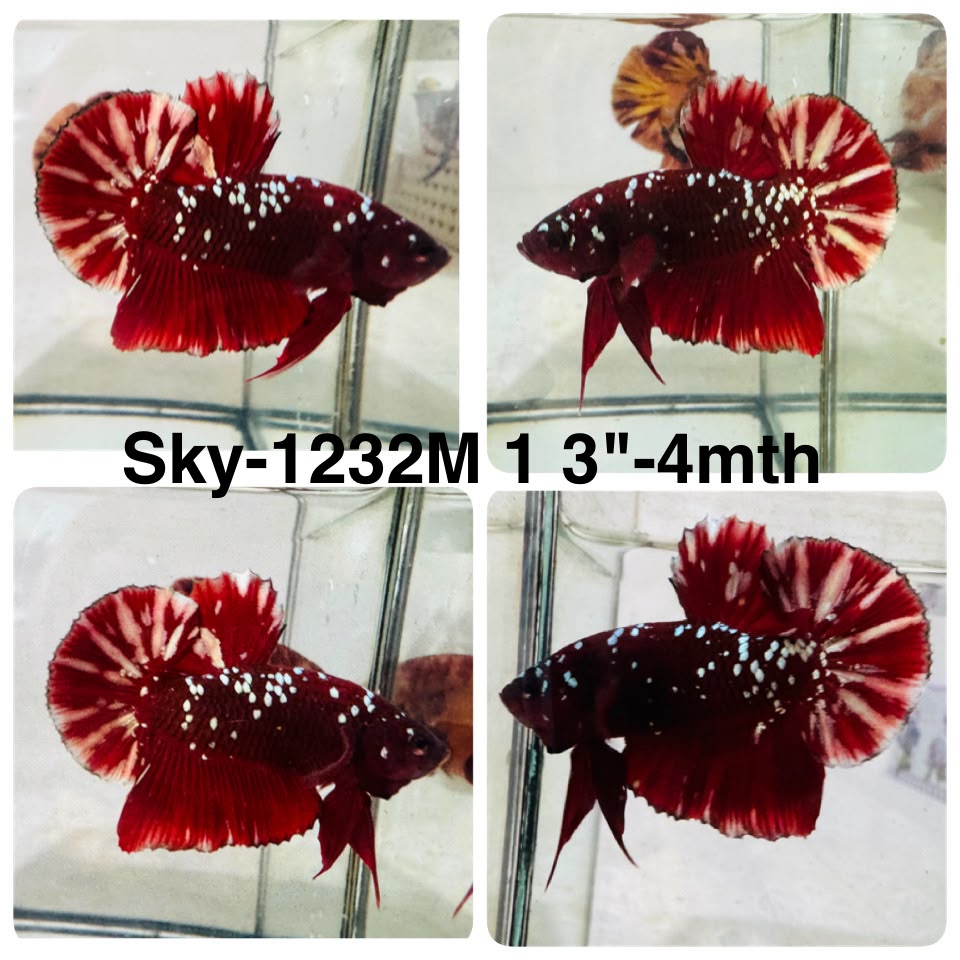 Live Male Betta Red Galaxy Stardust Plakat (Sky-1232) High quality What you see What you get!!