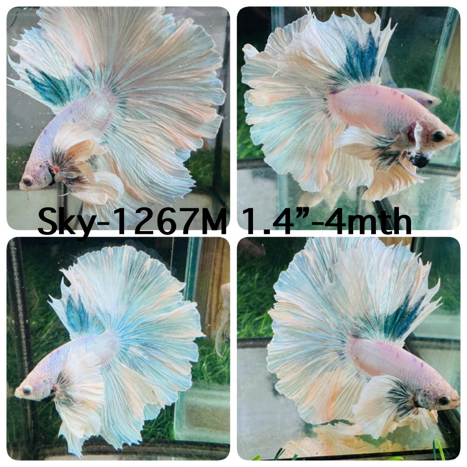 Live Male Betta Fancy Light colors Over Halfmoon (Sky-1267) High quality What you see What you get!!