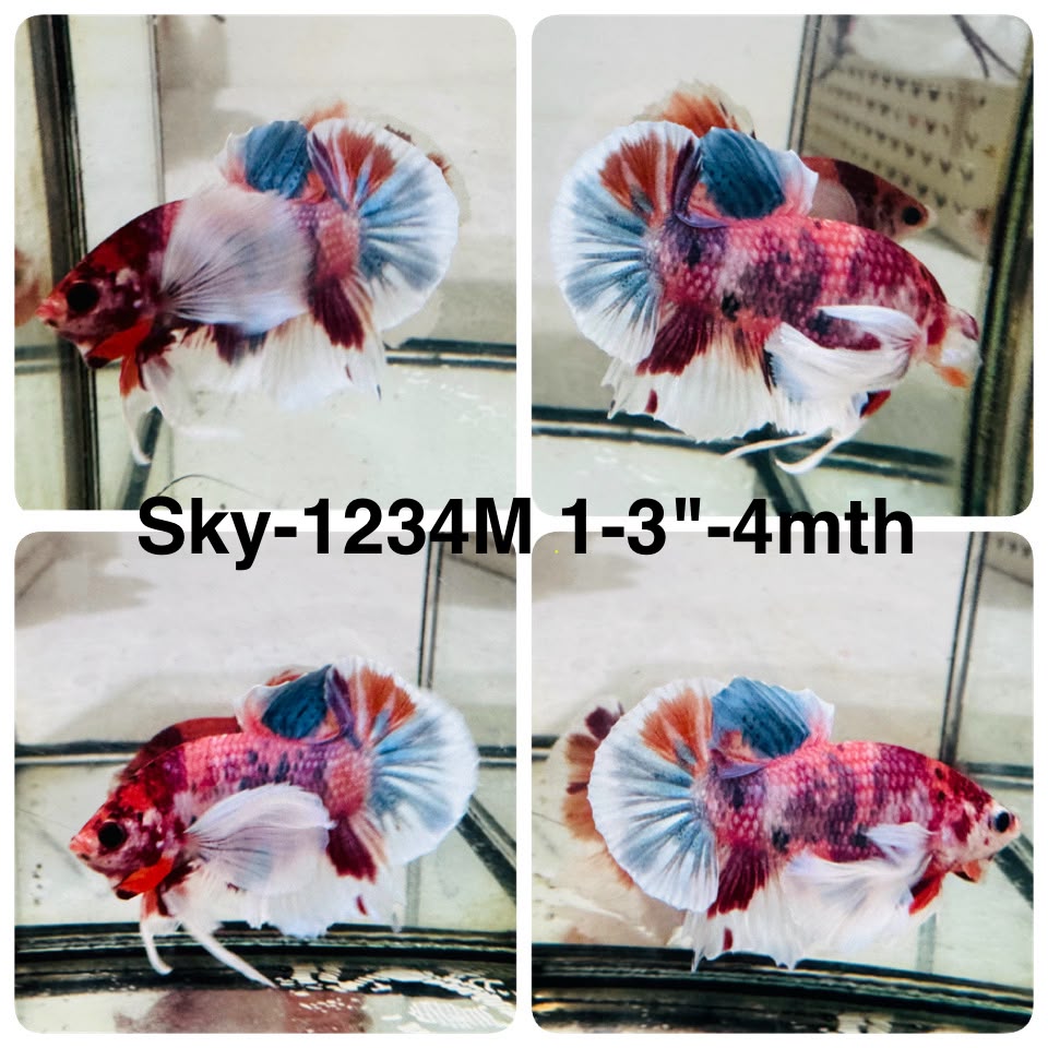 Live Male Betta Candy Sweet colors Dumbo big ear Plakat (Sky-1234) High quality What you see What you get!!