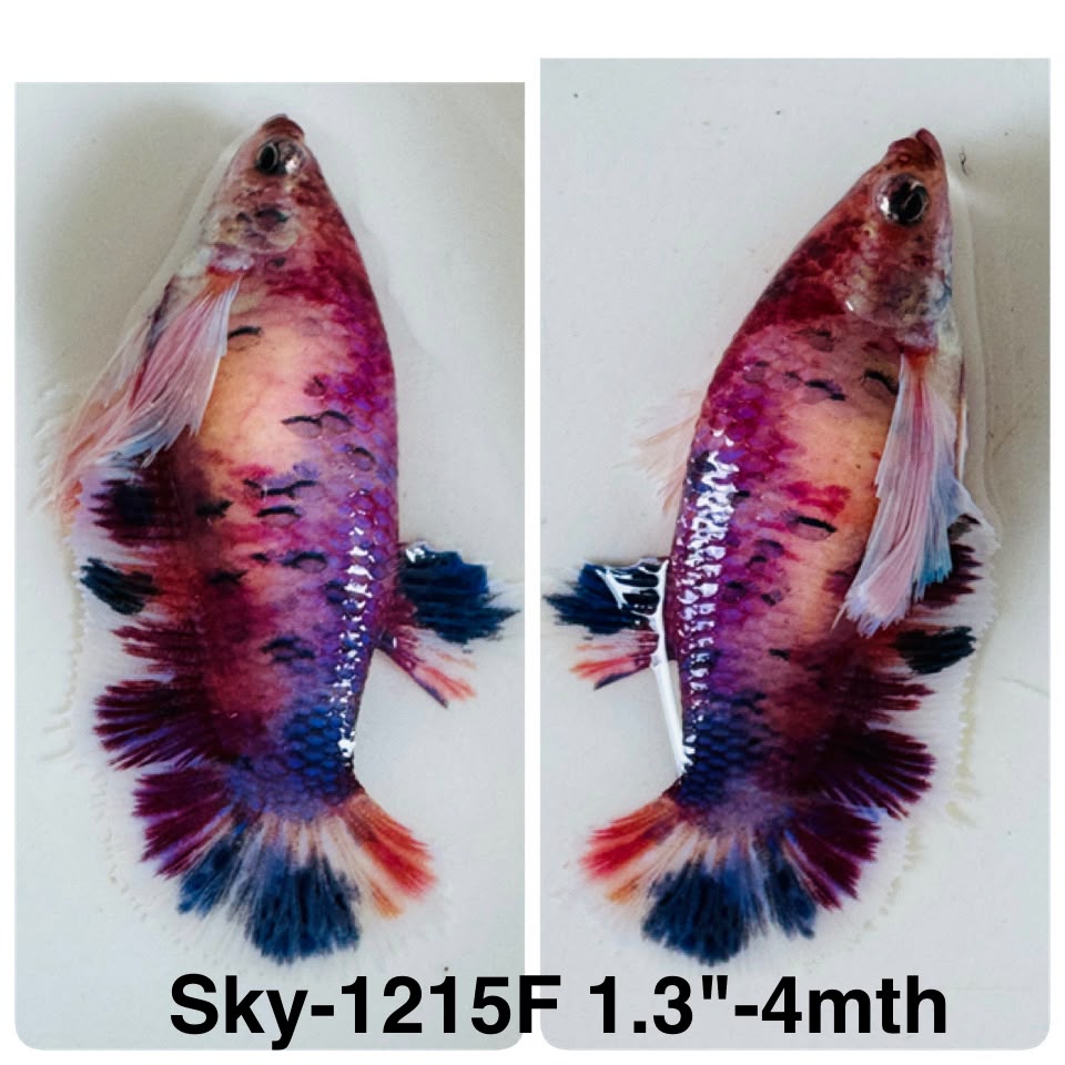 Live Female Betta Candy Koi Dumbo big ear Plakat (Sky-1215) High quality What you see What you get!!
