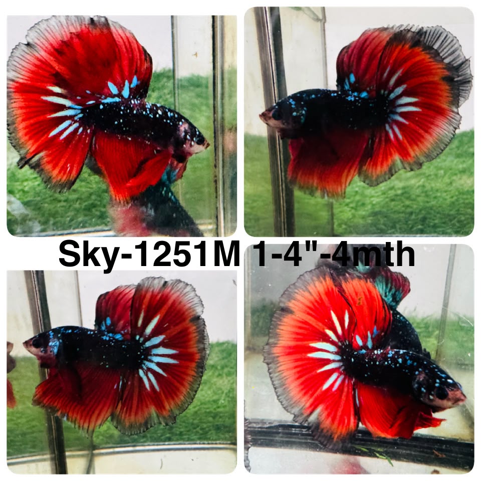 Live Male Betta Black Red Galaxy Koi Halfmoon (Sky-1251) High quality What you see What you get!!