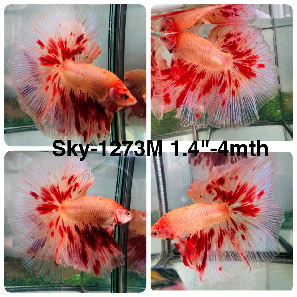 Live Male Betta Orange Vanda Armageddon Halfmoon (Sky-1273) High quality What you see What you get!!