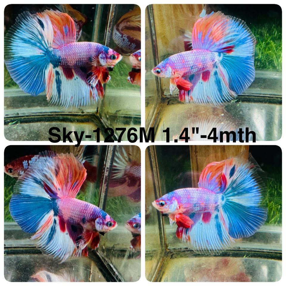 Live Male Betta Candy Koi Halfmoon (Sky-1276) High quality What you see What you get!!