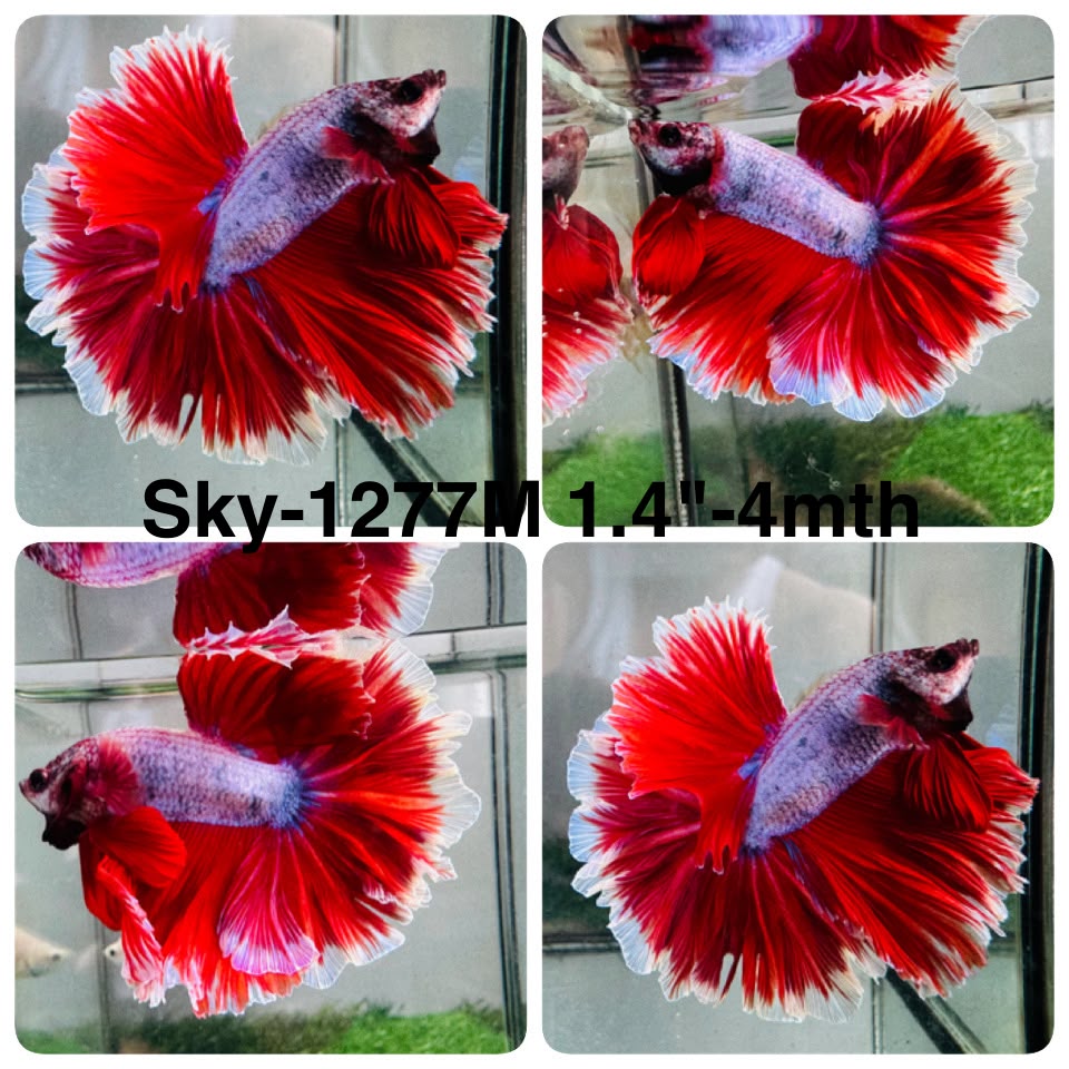 Live Male Betta Red purple Lavender Halfmoon (Sky-1277) High quality What you see What you get!!