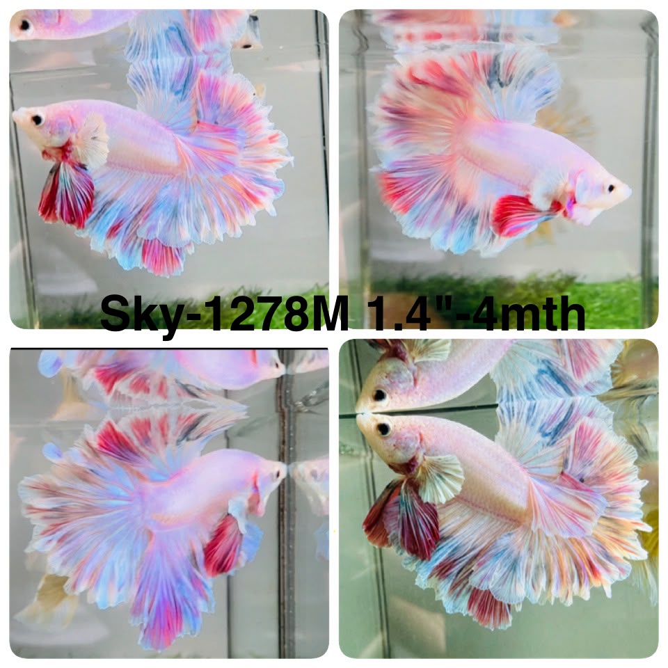 Live Male Betta Fancy Light Pastel Colors Halfmoon Rosetail (Sky-1278) High quality What you see What you get!!