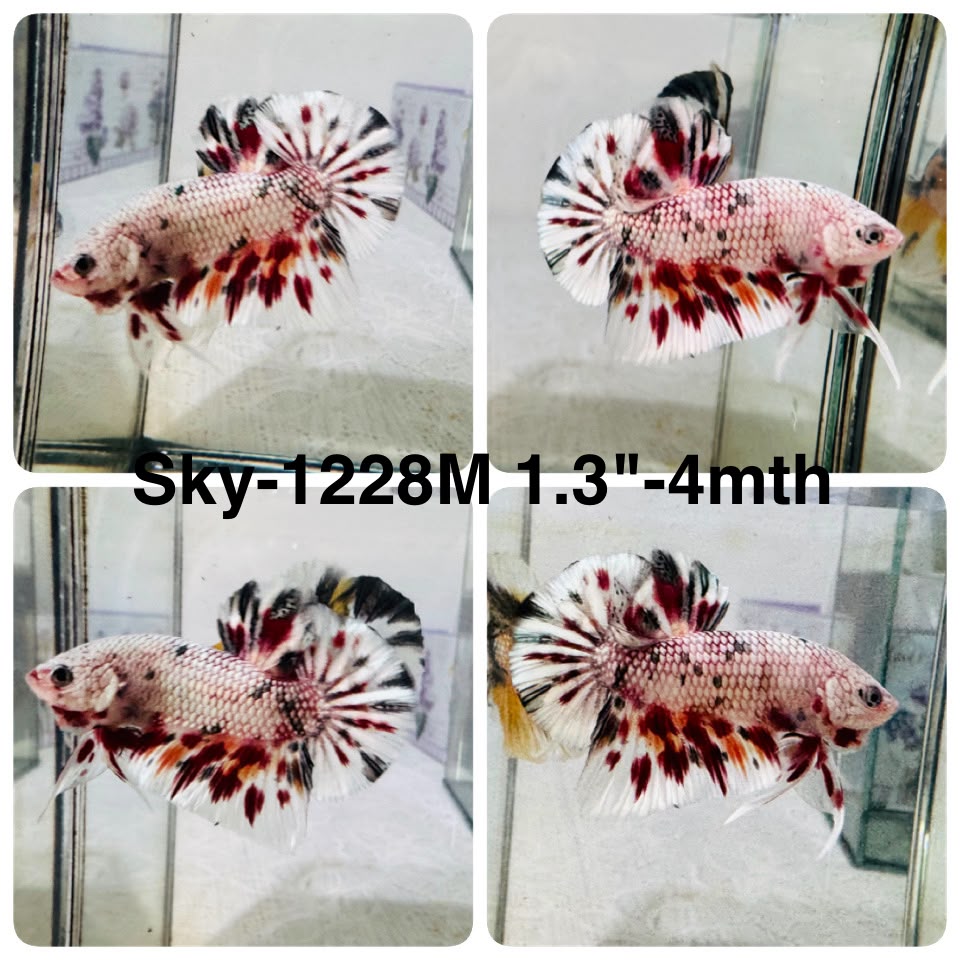 Live Male Betta Fancy Copper Marble Metallic Plakat (Sky-1228) High quality What you see What you get!!