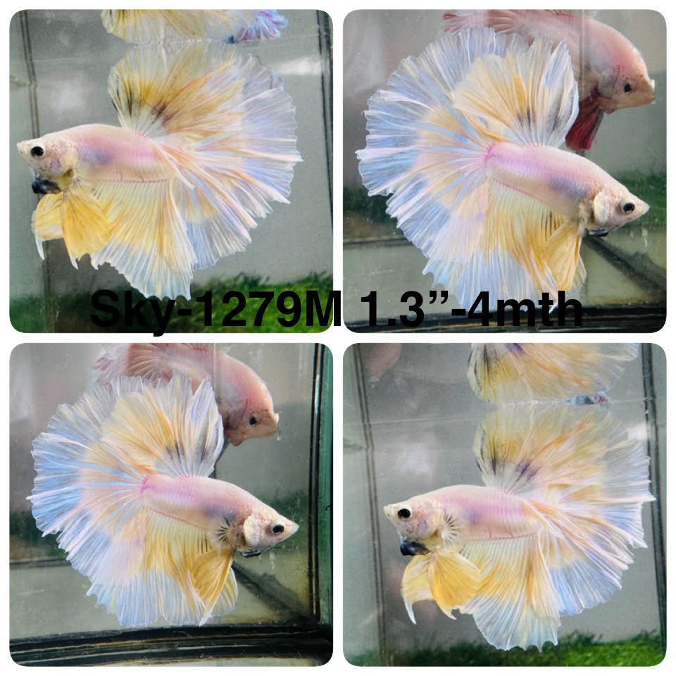 Live Male Betta Fancy Yellow Light Pastel Colors Halfmoon (Sky-1279) High quality What you see What you get!!