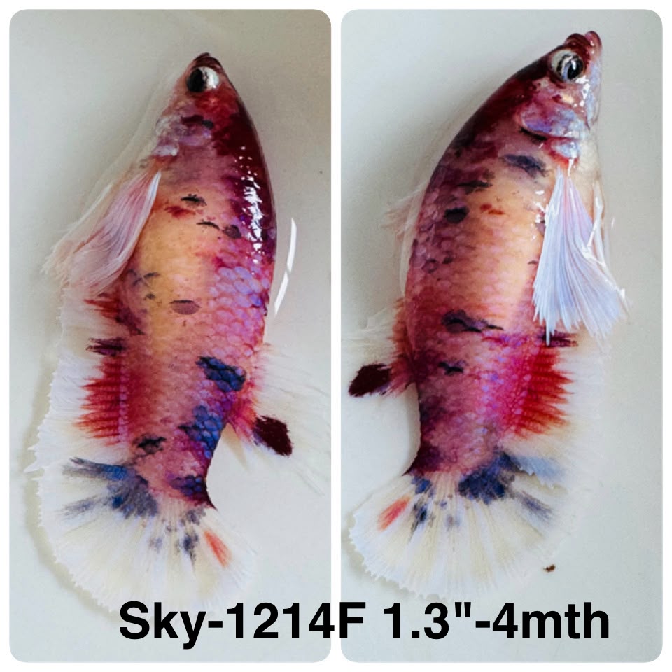 Live Female Betta Candy Koi Dumbo big ear Plakat (Sky-1214) High quality What you see What you get!!