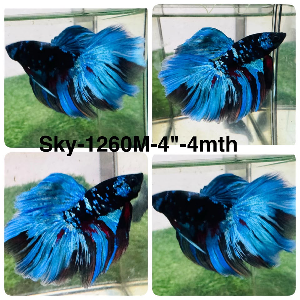 Live Male Betta Blue Black Galaxy Avatar Halfmoon (Sky-1260) High quality What you see What you get!!
