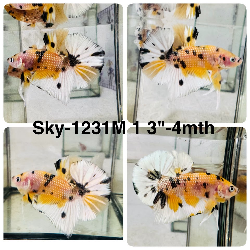 Live Male Betta Yellow Tiger Koi Metallic Plakat (Sky-1231) High quality What you see What you get!!