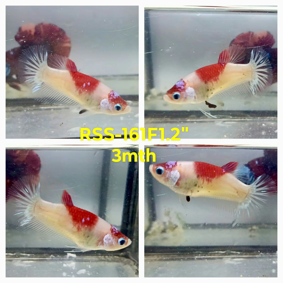 Live Female Betta Red marking Koi Plakat (RSS-161)High quality what you see what you get!!