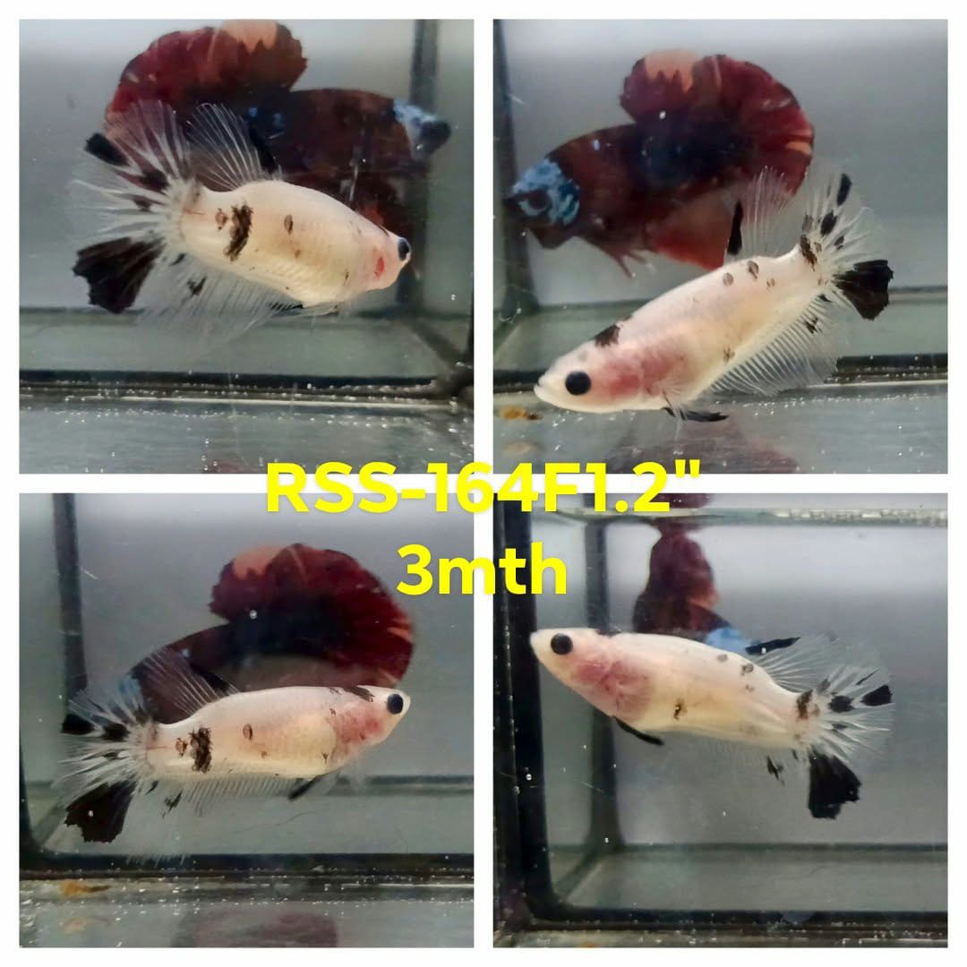 Live Female Betta Original Koi Plakat (RSS-164)High quality what you see what you get!!