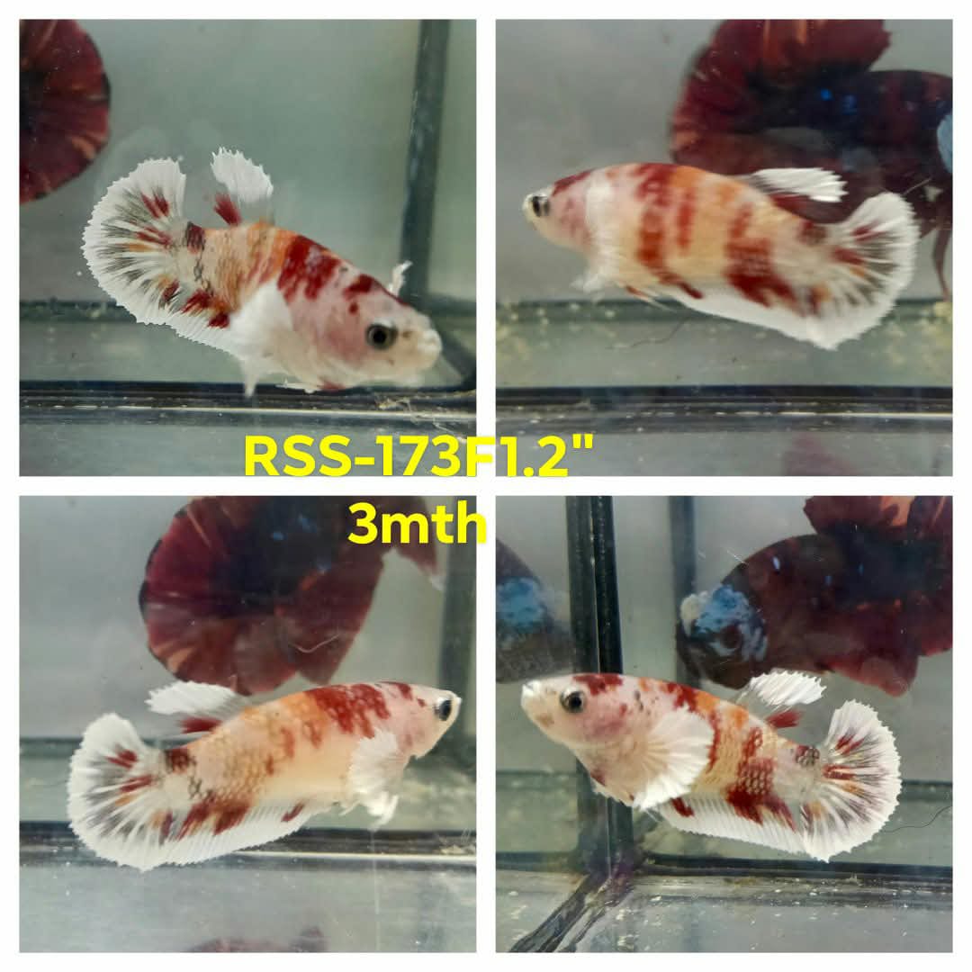 Live Female Betta Fancy Koi Dumbo big ear Plakat (RSS-173)High quality what you see what you get!!