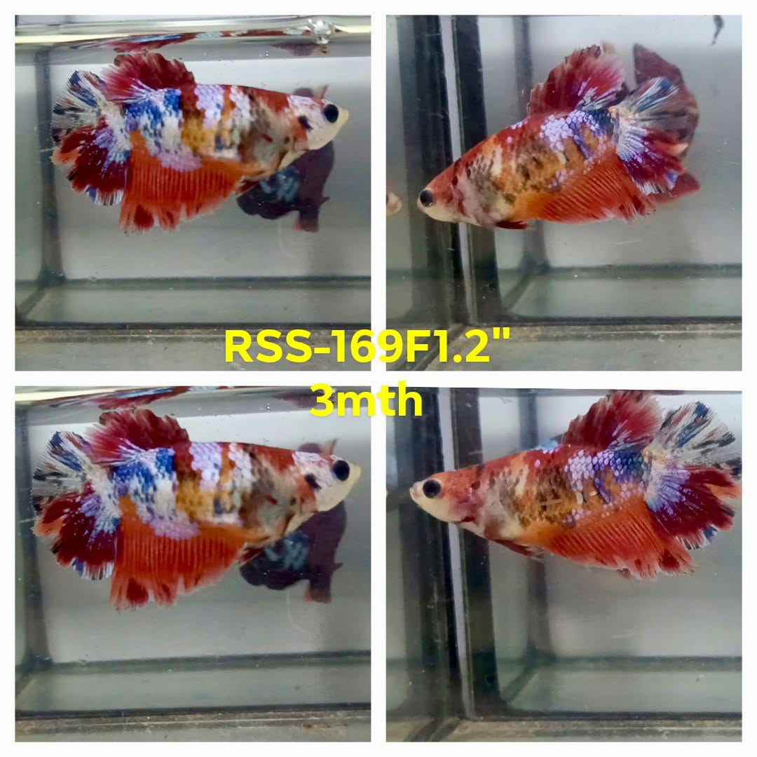 Live Female Betta Orange Red Galaxy Koi Super Delta (RSS-169)High quality what you see what you get!!