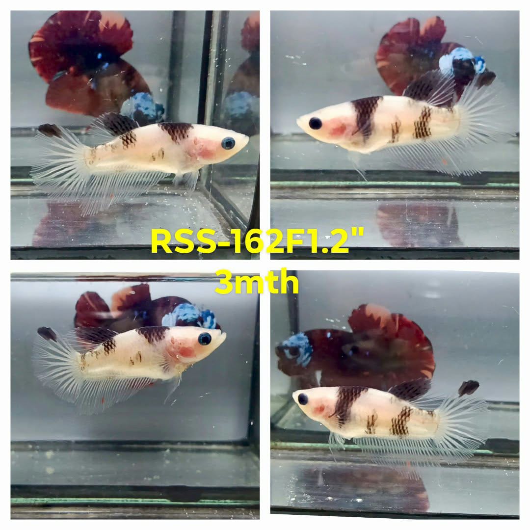 Live Female Betta Original Koi Plakat (RSS-162)High quality what you see what you get!!