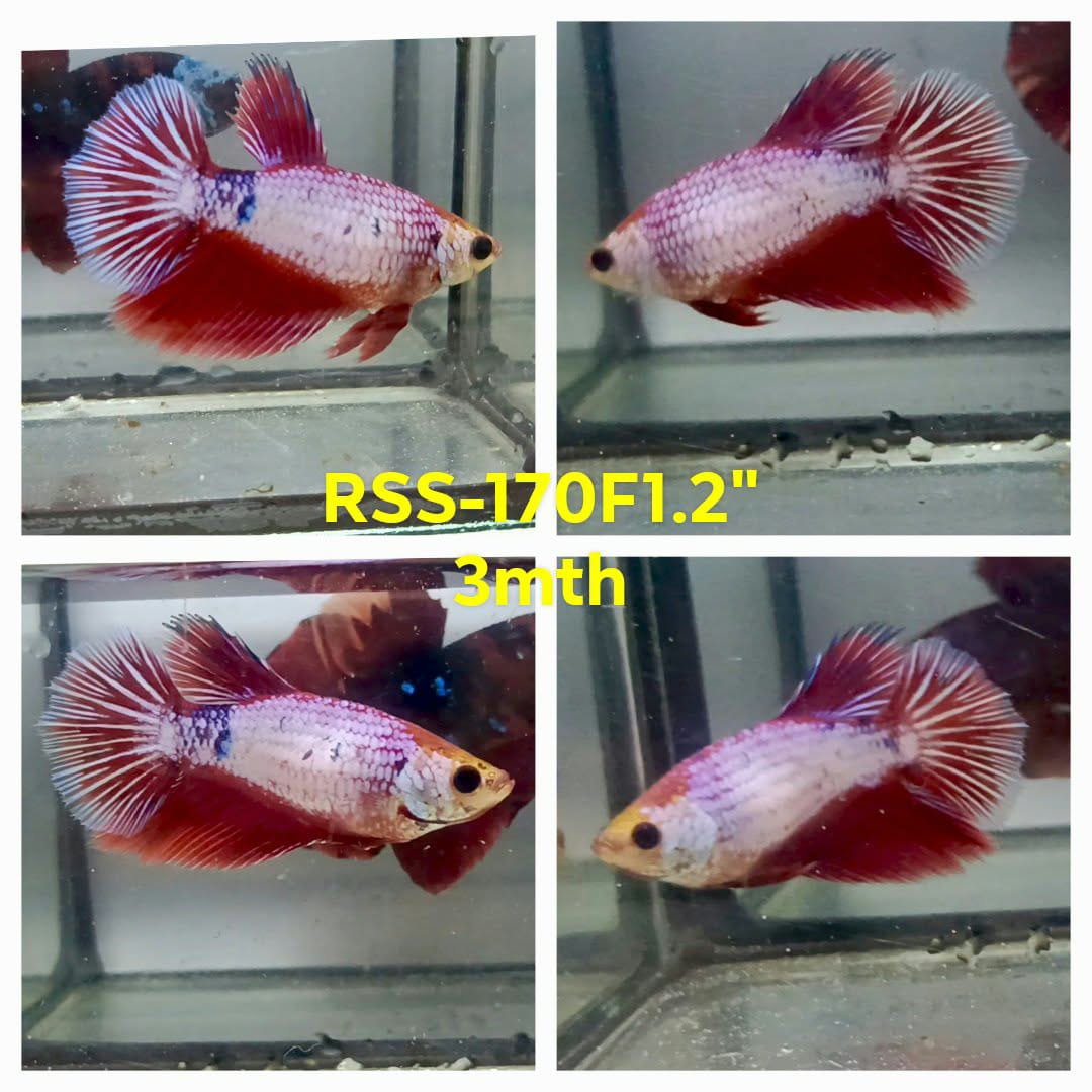 Live Female Betta Fancy Red Pink Sweet colors Super Delta (RSS-170)High quality what you see what you get!!