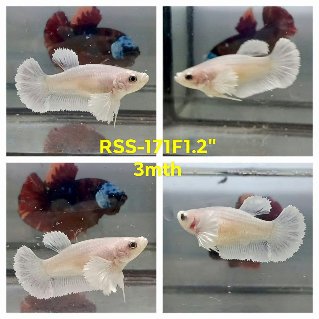 Live Female Betta Fancy Light colors Dumbo big ear Plakat (RSS-171)High quality what you see what you get!!