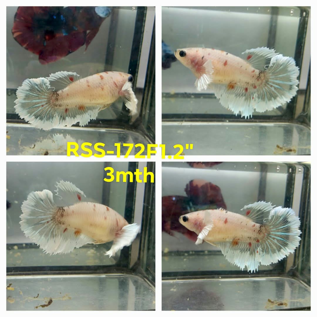 Live Female Betta Fancy Koi Dumbo big ear Halfmoon (RSS-172)High quality what you see what you get!!