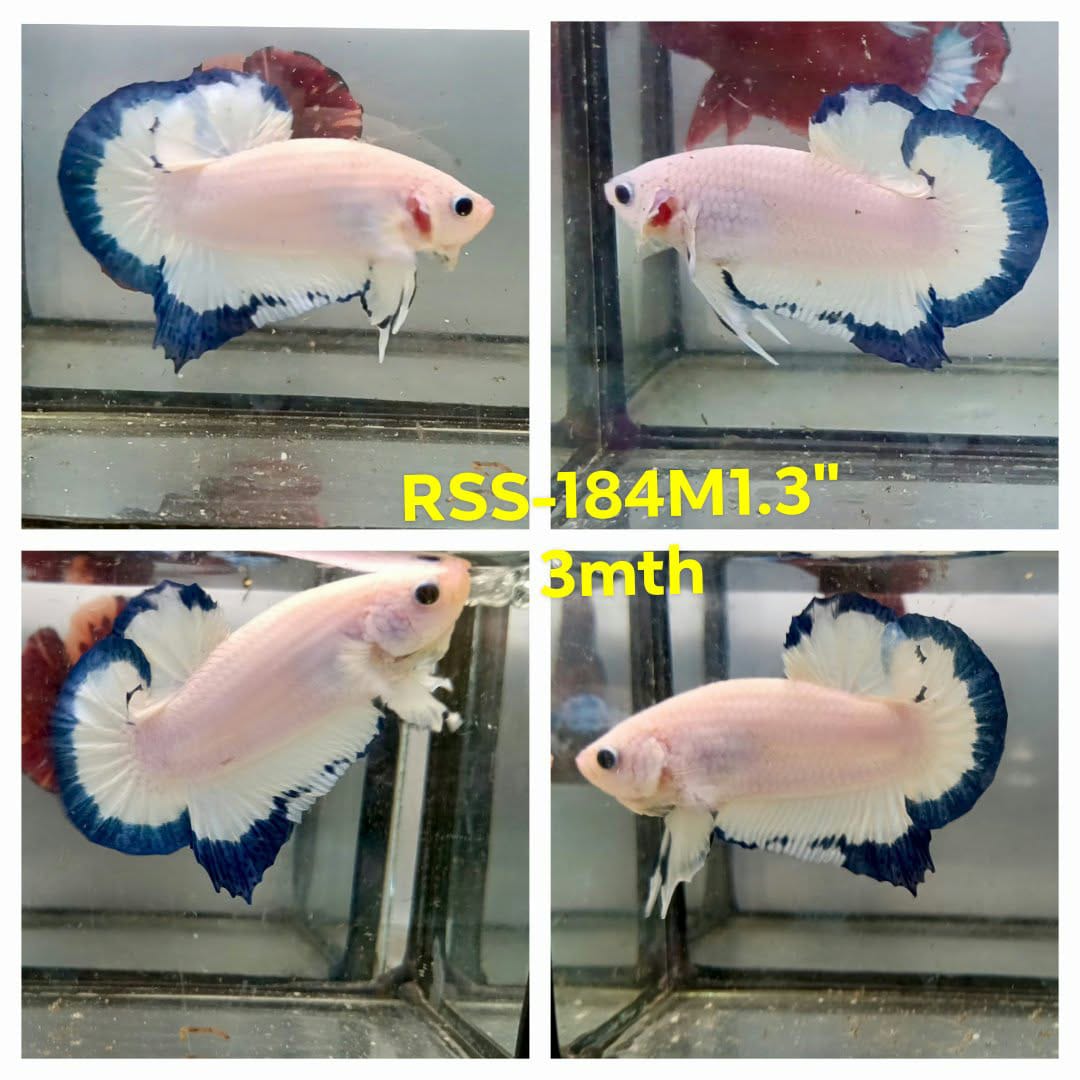 Live Male Betta Blue rim marble Plakat (RSS-184)High quality what you see what you get!!