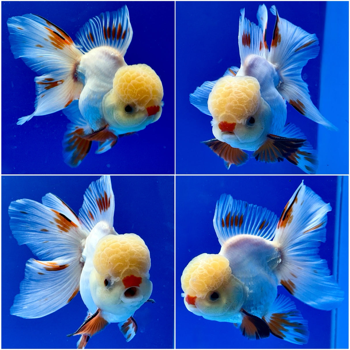 Thai Fancy Red and white Male Oranda 3.5" Body (Lux-01) R3A16