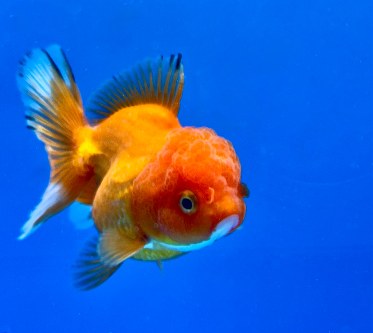 Thai Oranda Red 2.5" Body FeMale (Lux-07)R3B15