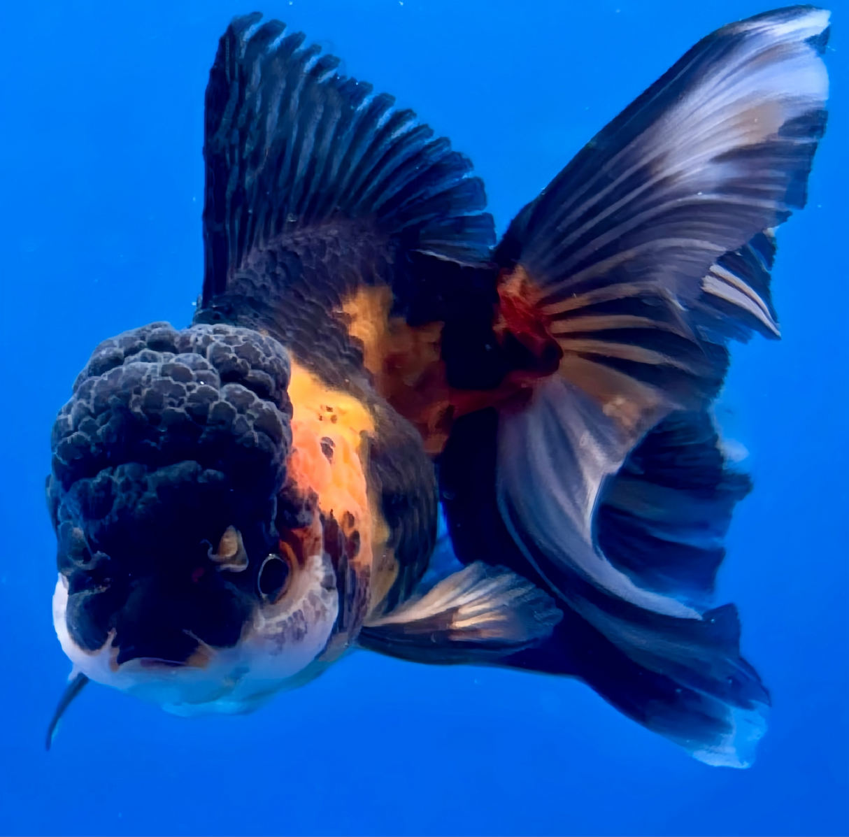 Thai Oranda Tricolor 3"inch Body Female (Tex-356) R1A8