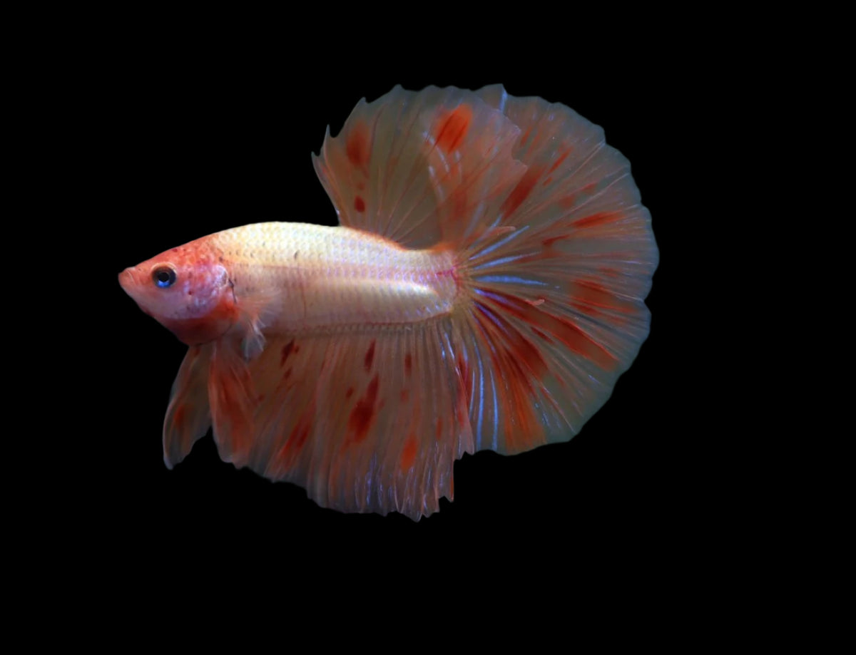Male betta Armageddon over halfmoon skyhawk