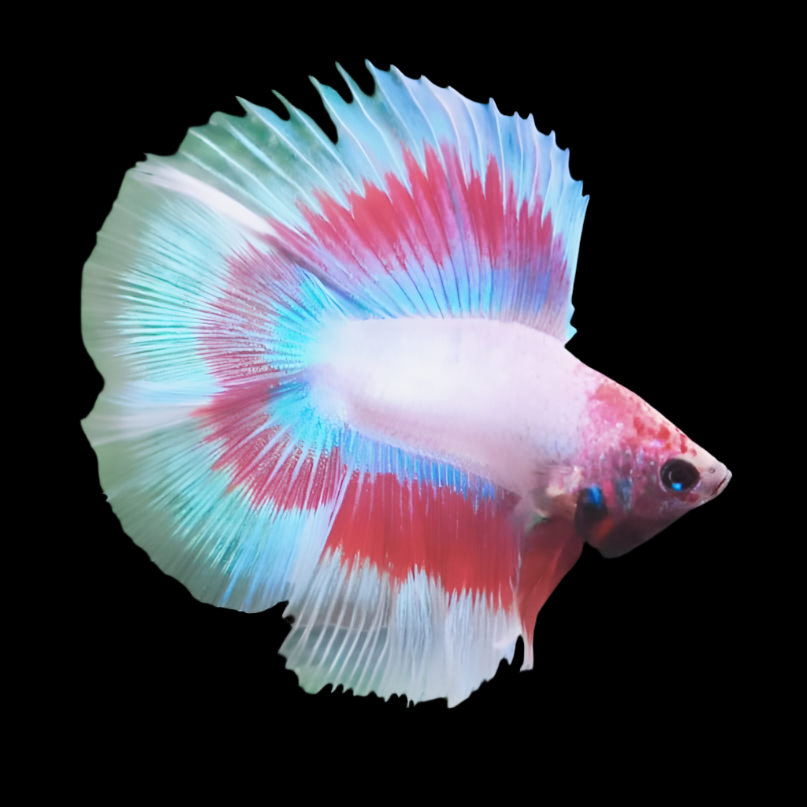 Double Tail Light tone Male betta