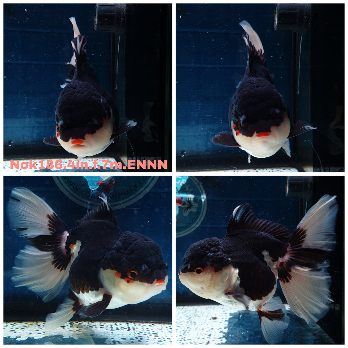 (NOK-186) Thai Tri Color Orchid Tail Oranda 4.00 inch Body Female 7 Months Age