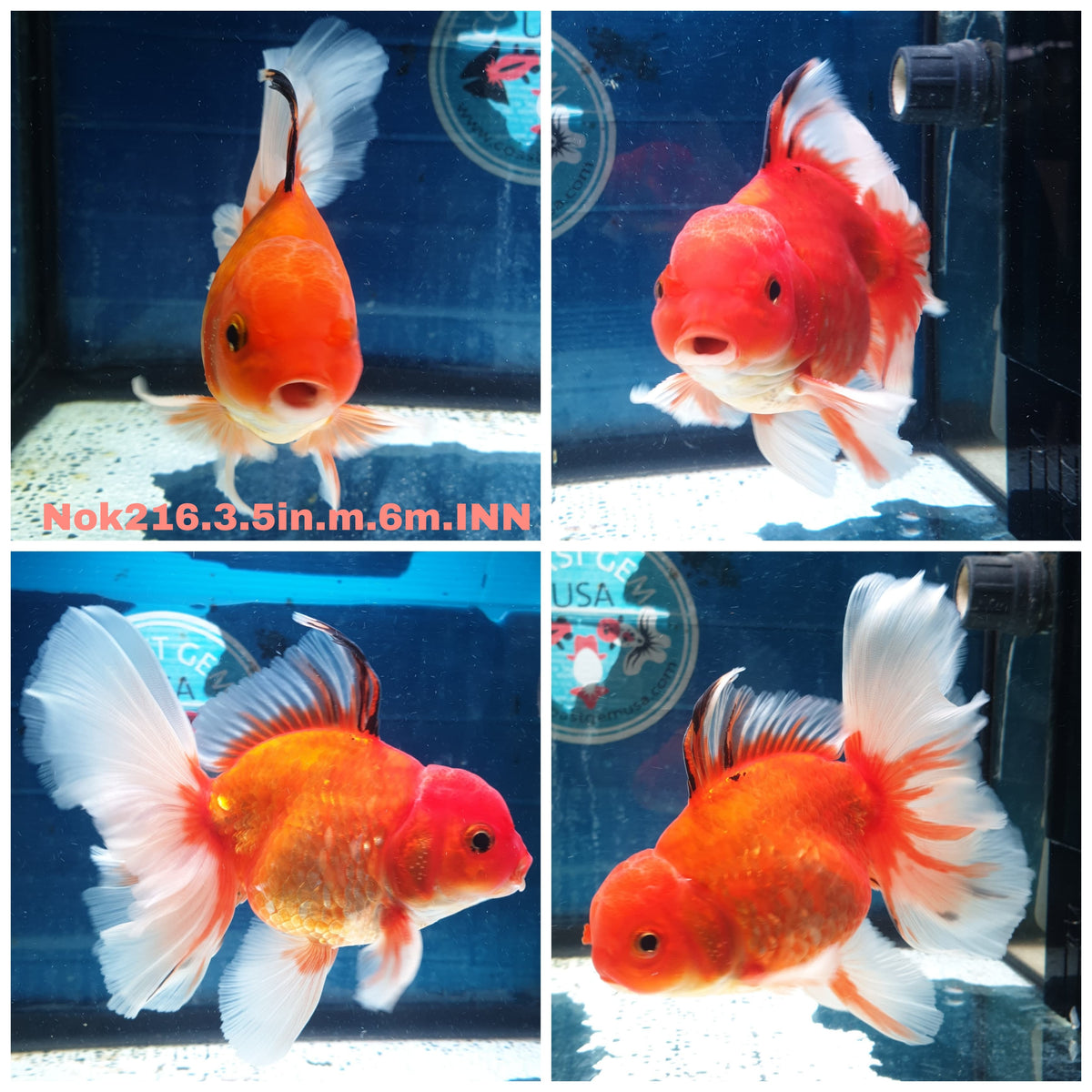 H(NOK-216) Thai Red Calico Orchid Tail Oranda 3.50 inch Body Male 6 Months Age