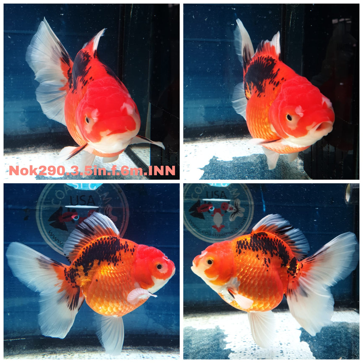 (NOK-290A) Thai Apache Orchid Tail Oranda 3.50 inch Body Female 6 Months Age |PREORDER