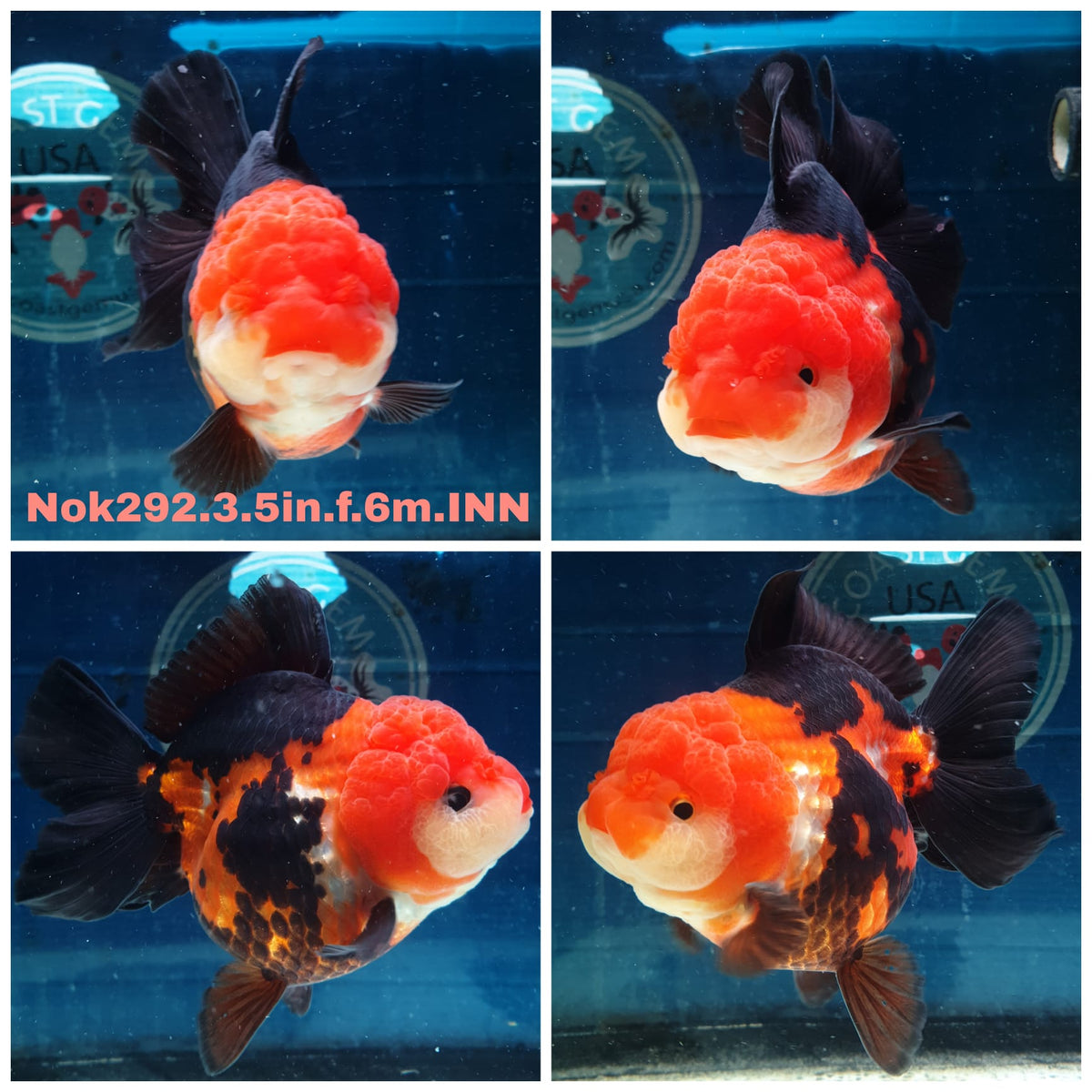 (NOK-292A) Thai Apache Medium Tail Oranda 3.50 inch Body Female 6 Months Age |PREORDER