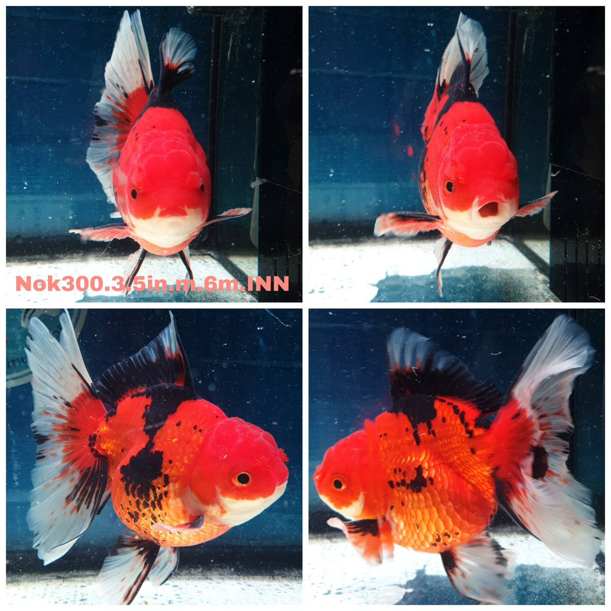 (NOK-300A) Thai Apache Orchid Tail Oranda 3.50 inch Body Male 6 Months Age |PREORDER
