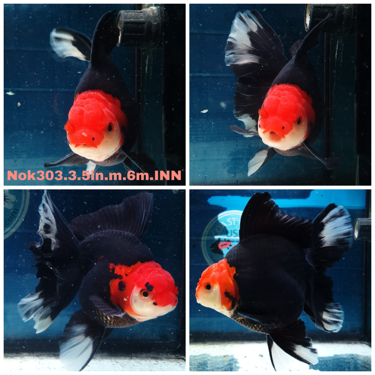 (NOK-303A) Thai Black Red Head Orchid Tail Oranda 3.50 inch Body Male 6 Months Age |PREORDER