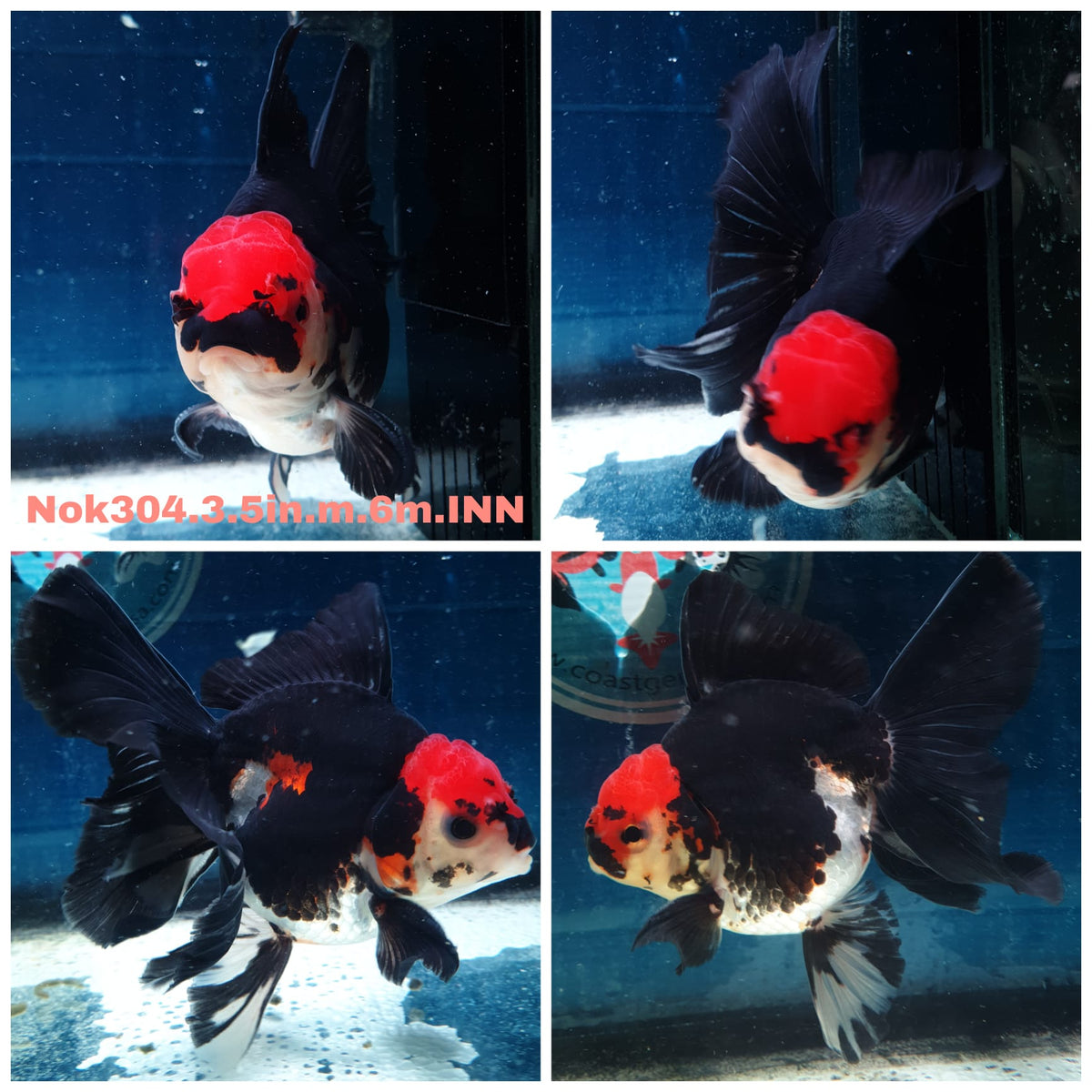 (NOK-304A) Thai Tri Color Orchid Tail Oranda 3.50 inch Body Male 6 Months Age |PREORDER