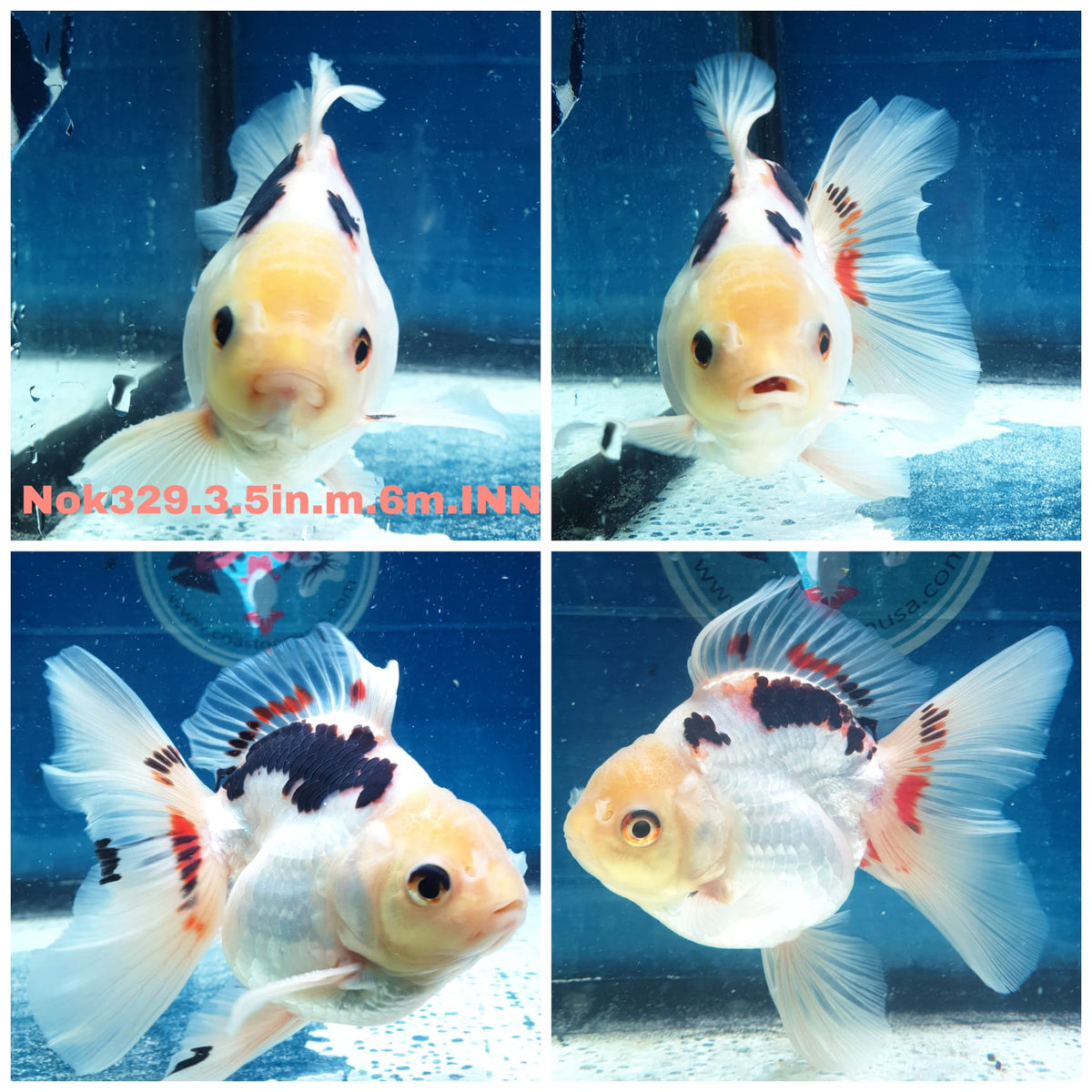 (NOK-329A) Thai Tri Color Orchid Tail Oranda 3.50 inch Body Male 6 Months Age |PREORDER