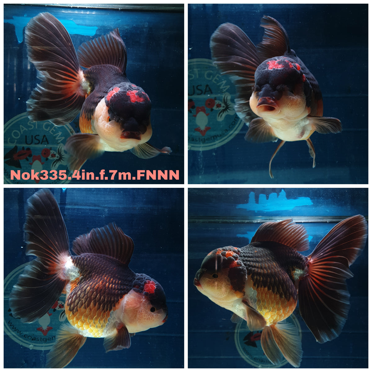 (NOK-335A) Thai Tri Color Orchid Tail Oranda 4.00 inch Body Female 7 Months Age |PREORDER