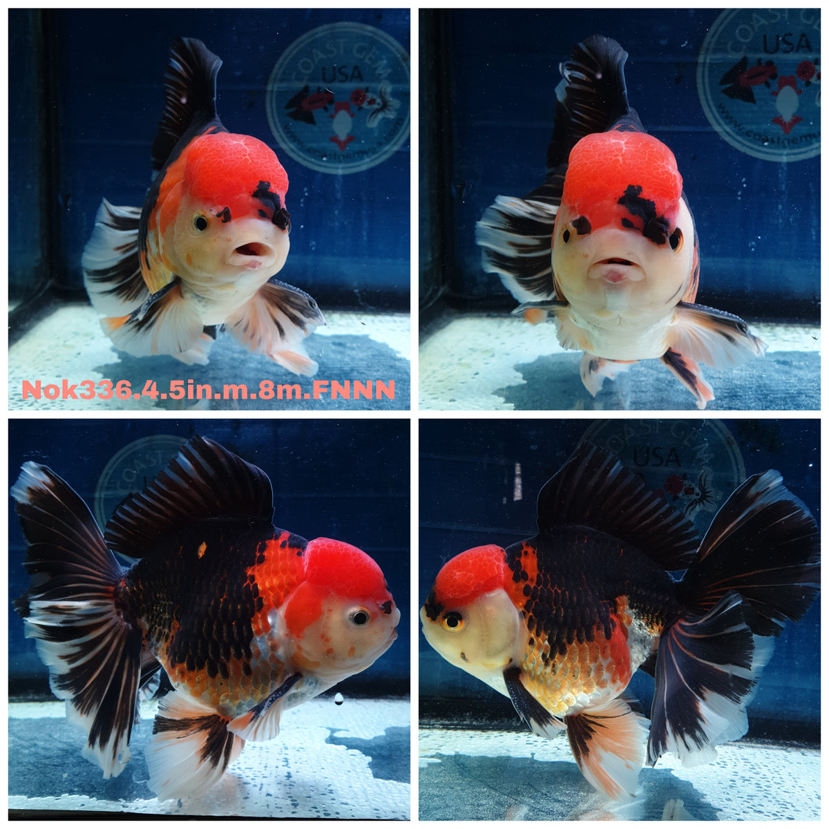 (NOK-336A) Thai Jumbo Tri Color Orchid Tail Oranda 4.50 inch Body Male 8 Months Age |PREORDER
