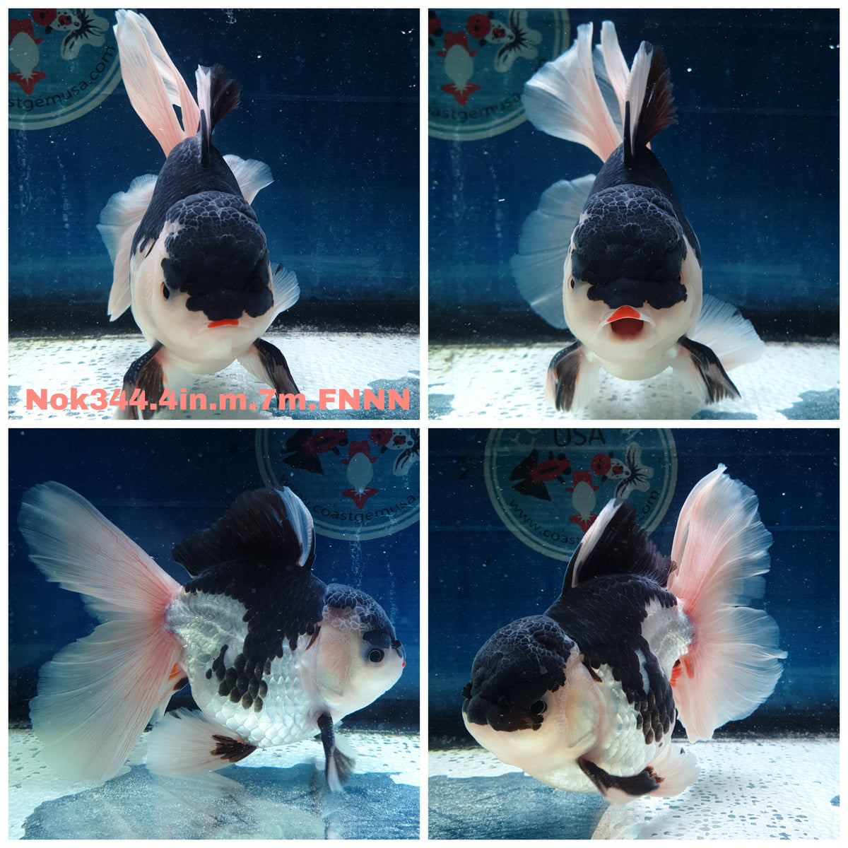 (NOK-344A) Thai Jumbo Panda Orchid Tail Oranda 4.50 inch Body Male 7 Months Age |PREORDER