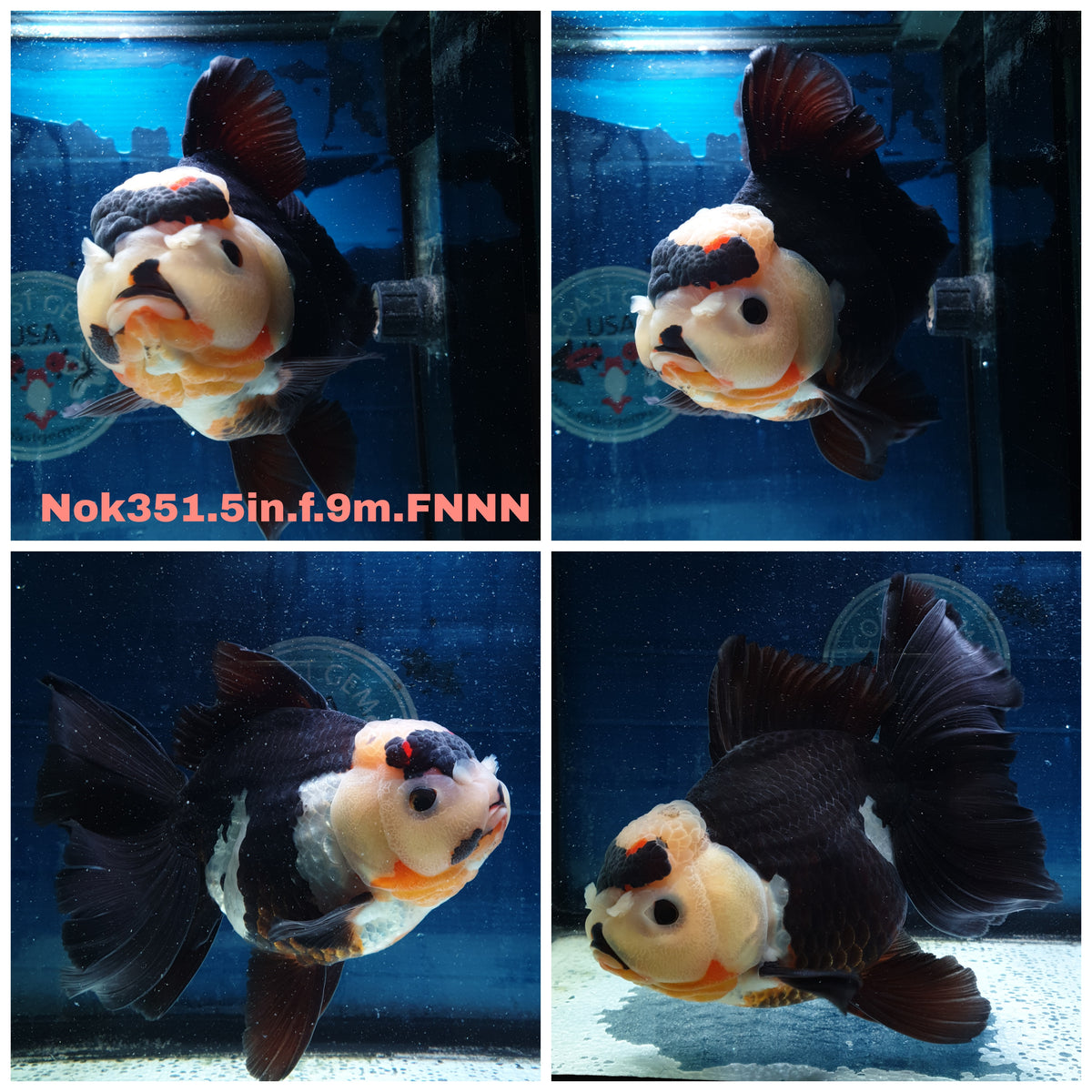 (NOK-351A) Thai Jumbo Tri Color Orchid Tail Oranda 4.50 inch Body Female 9 Months Age |PREORDER